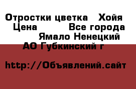 Отростки цветка  “Хойя“ › Цена ­ 300 - Все города  »    . Ямало-Ненецкий АО,Губкинский г.